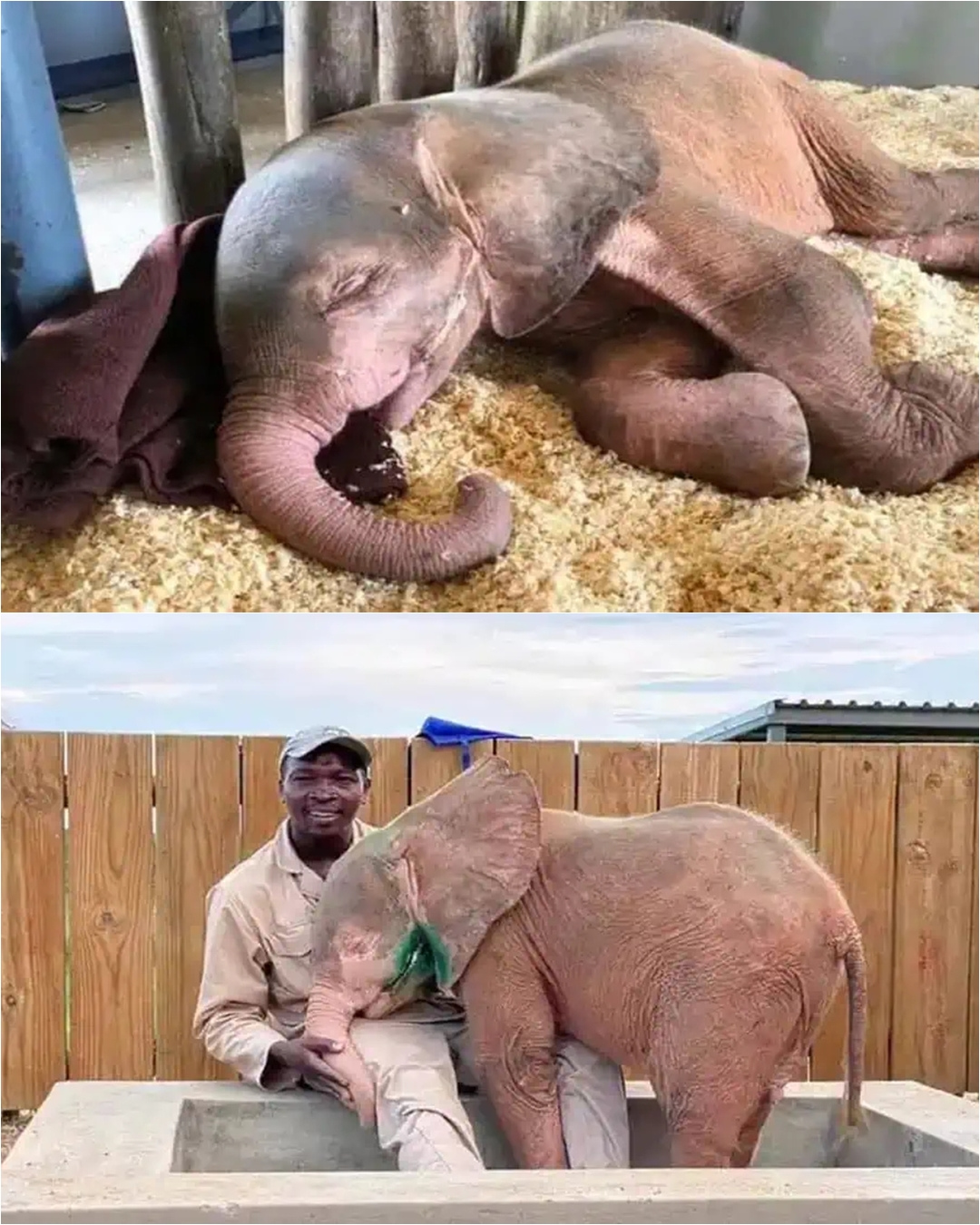 Khanyisa: The Albino Elephant Who Refused to Give Up.