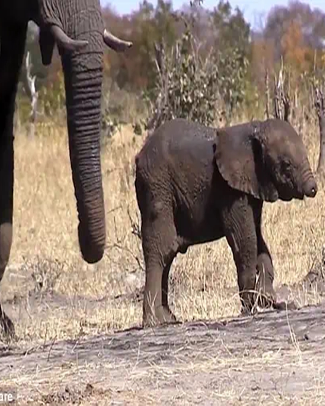 The Little Elephant Without a Trunk.