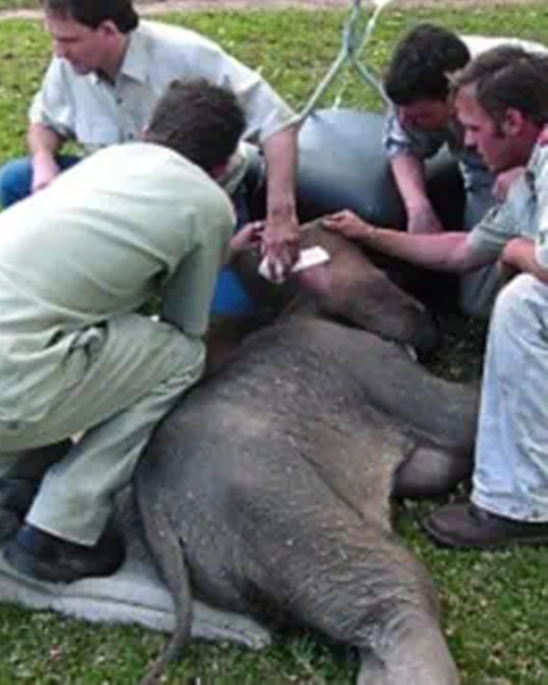The Elephant Whisperer: Lawrence Anthony’s Unbreakable Bond.