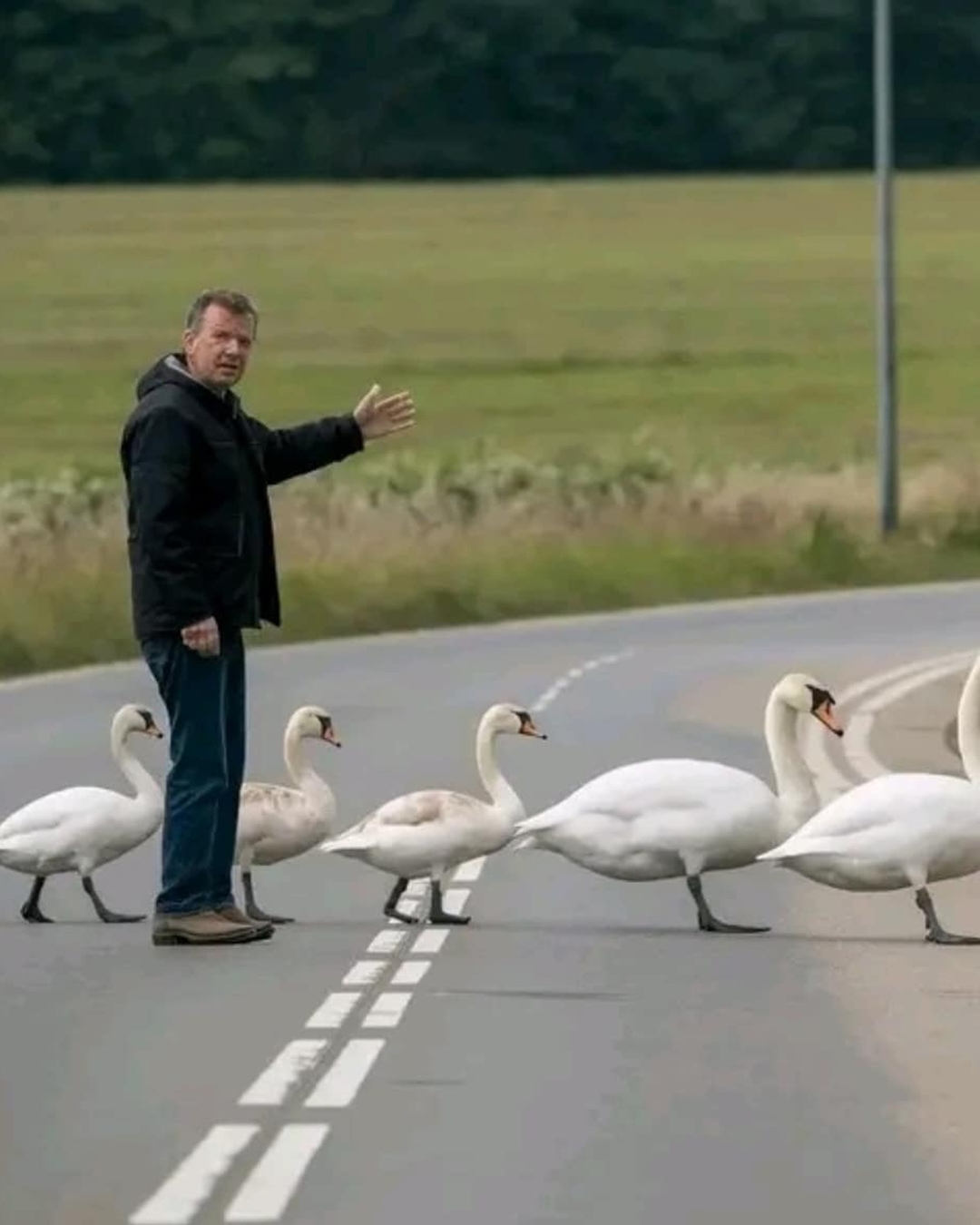 The Man Who Became a Swan Shepherd.