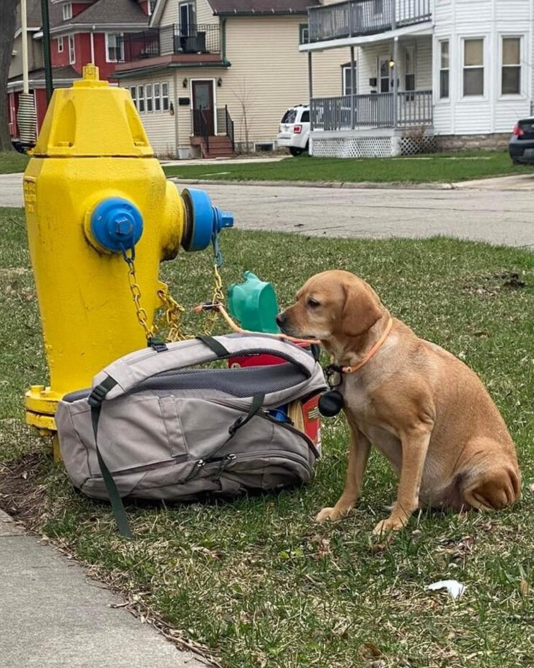 The Dog by the Fire Hydrant.