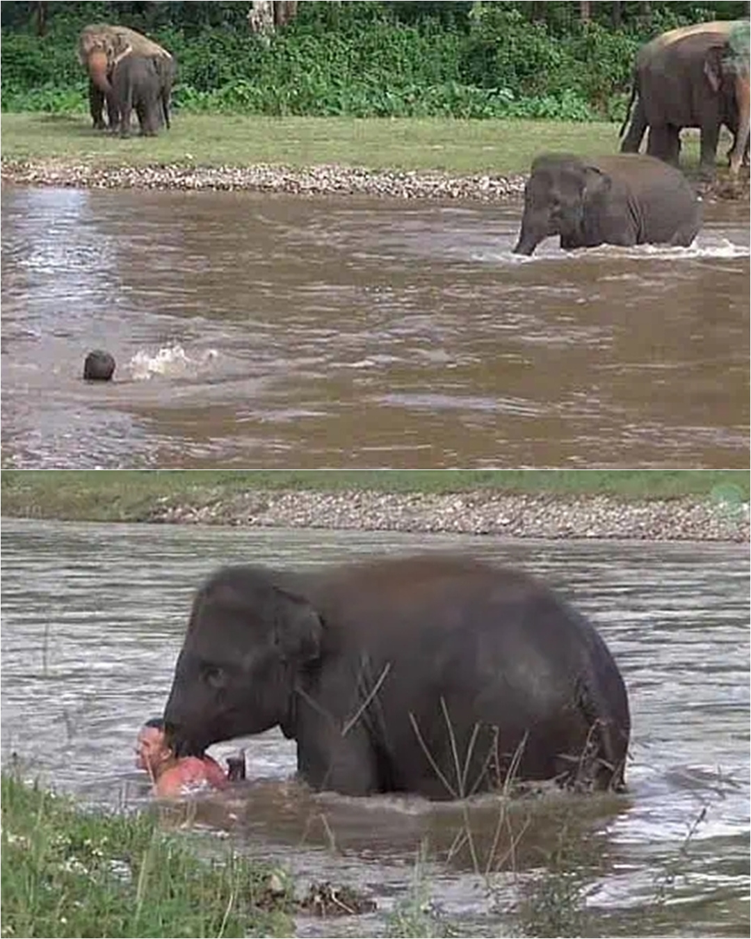 The Elephant Who Tried to Save Her Friend.