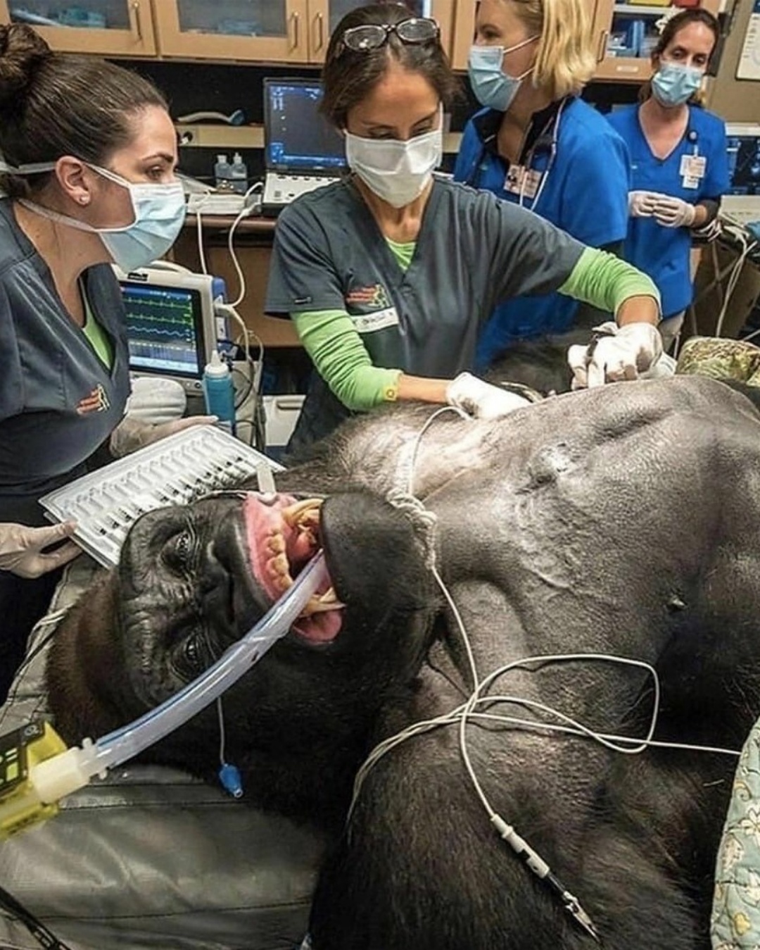 Fierce Strength, Gentle Heart: Majani’s Heroism.