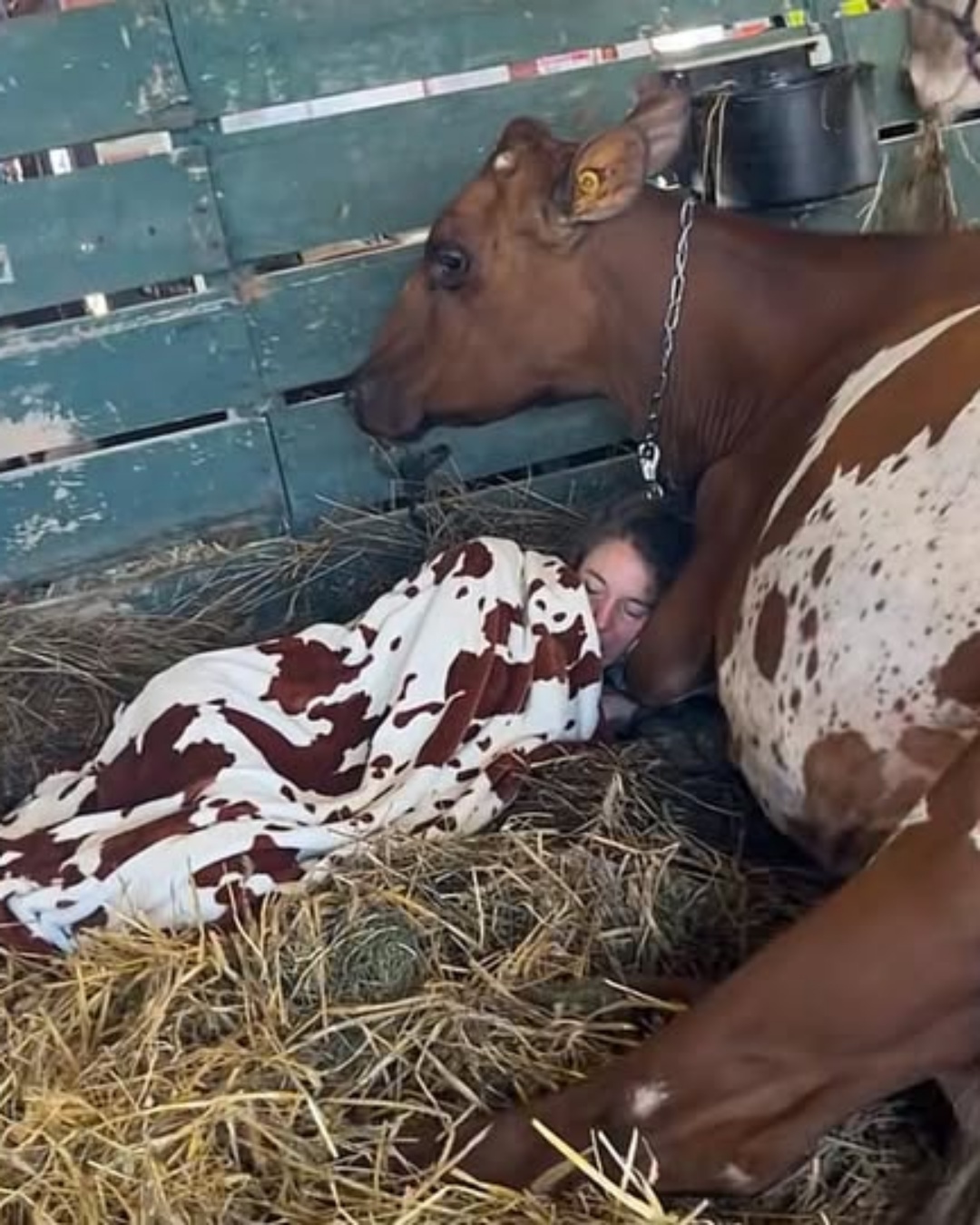 Warmth in the Barn: A Cow’s Unexpected Compassion.