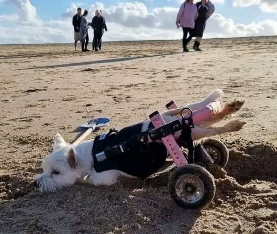 Pumpkin Was Broken by Humans—But She’s Teaching the World to Love Again.