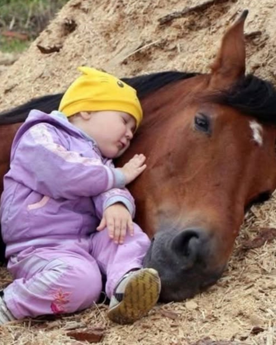 The Child, the Dog, and the Sunlight That Moved Millions.