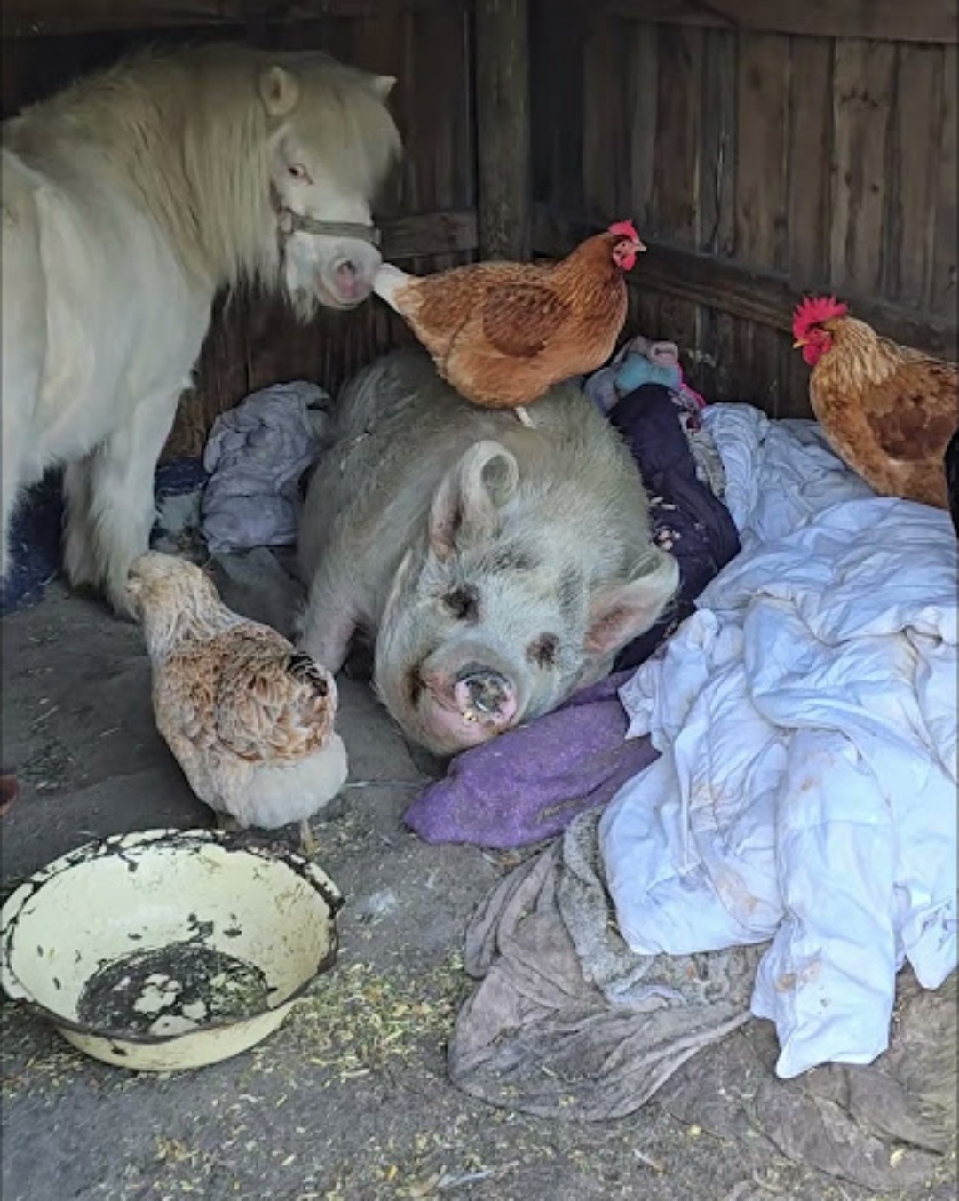 When Goats, Chickens, and a Donkey Became Guardians.