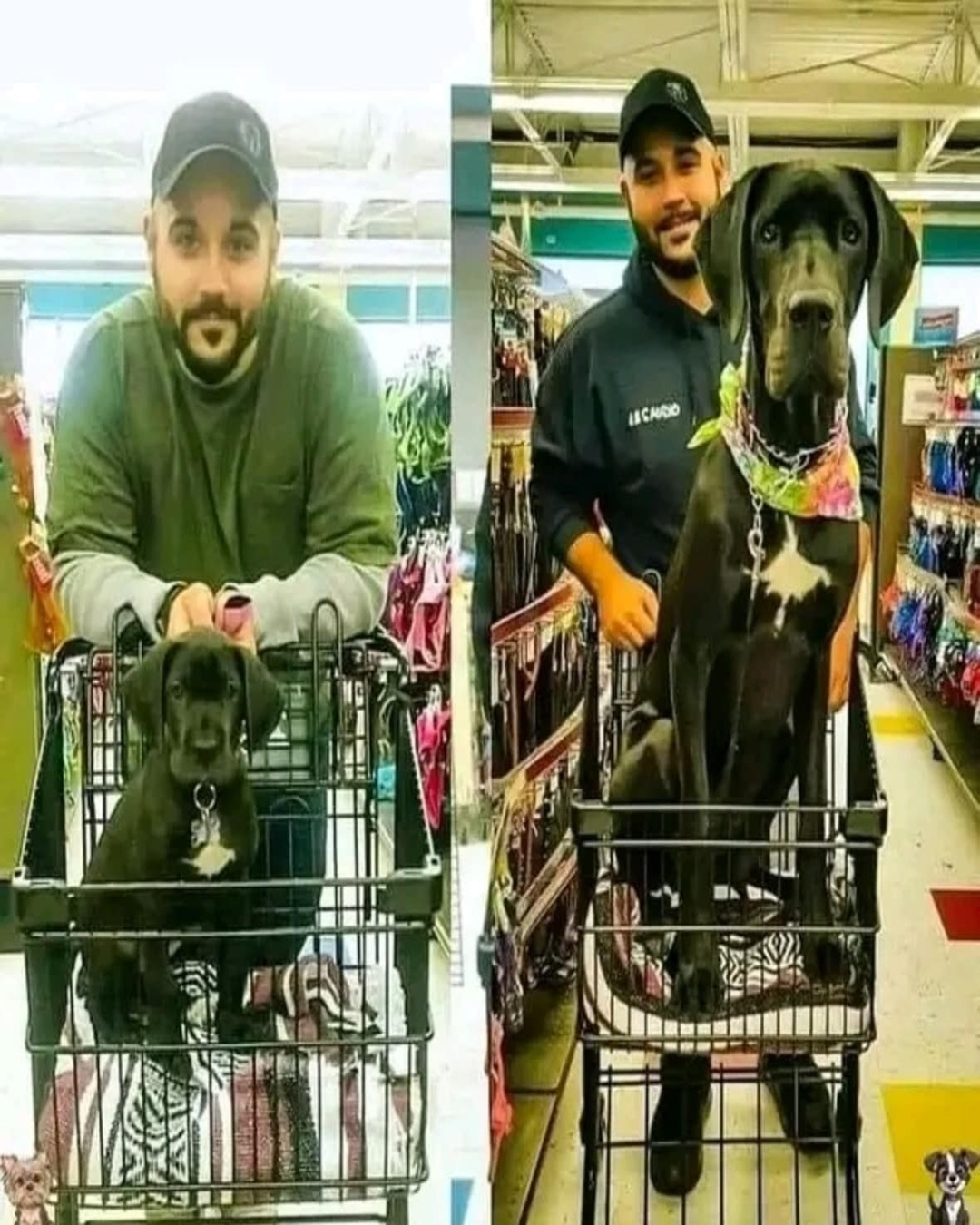 The Day I Went to Buy Dog Food — and Found My Best Friend.