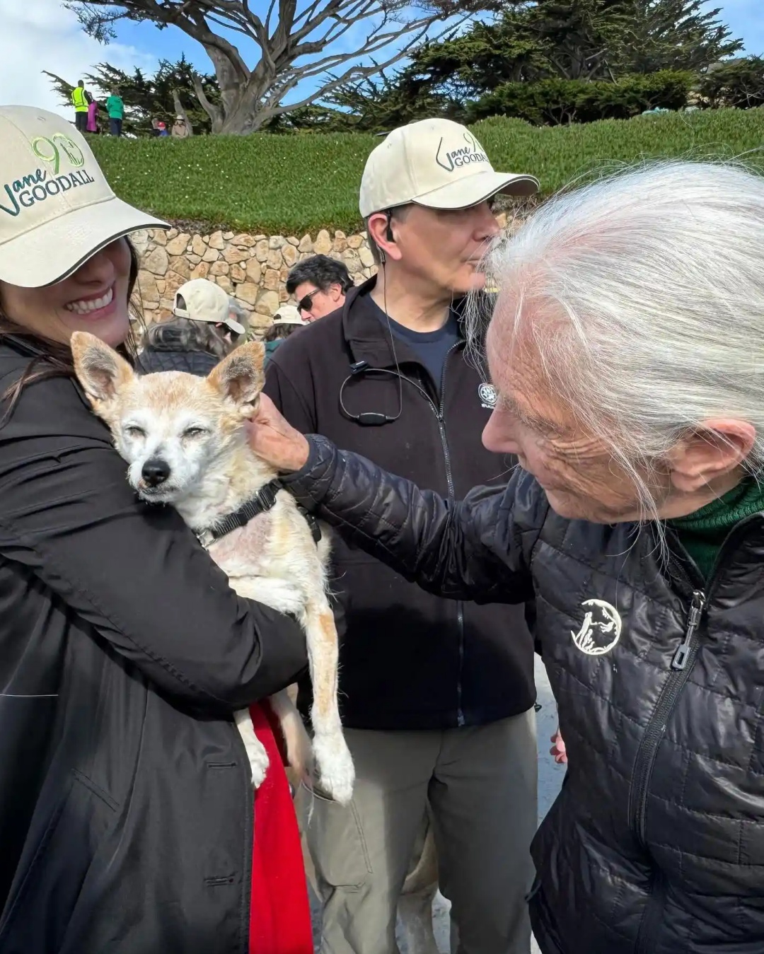 Jane Goodall’s Heartwarming Birthday with 90 Dogs