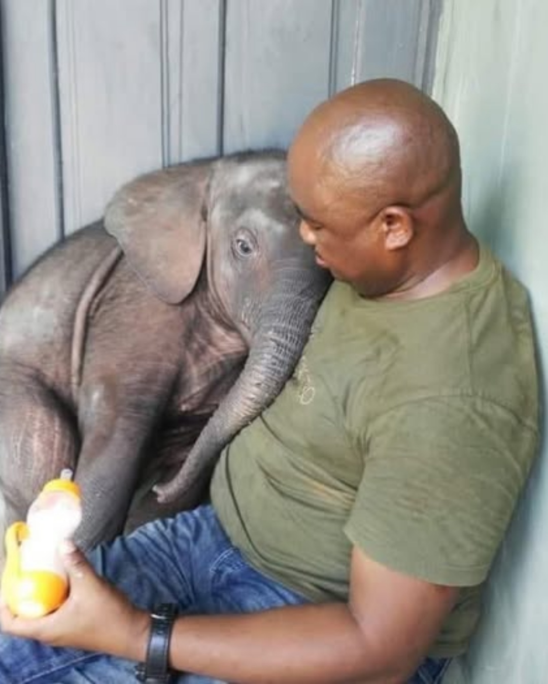 Saved from Poachers, He Found Family Instead