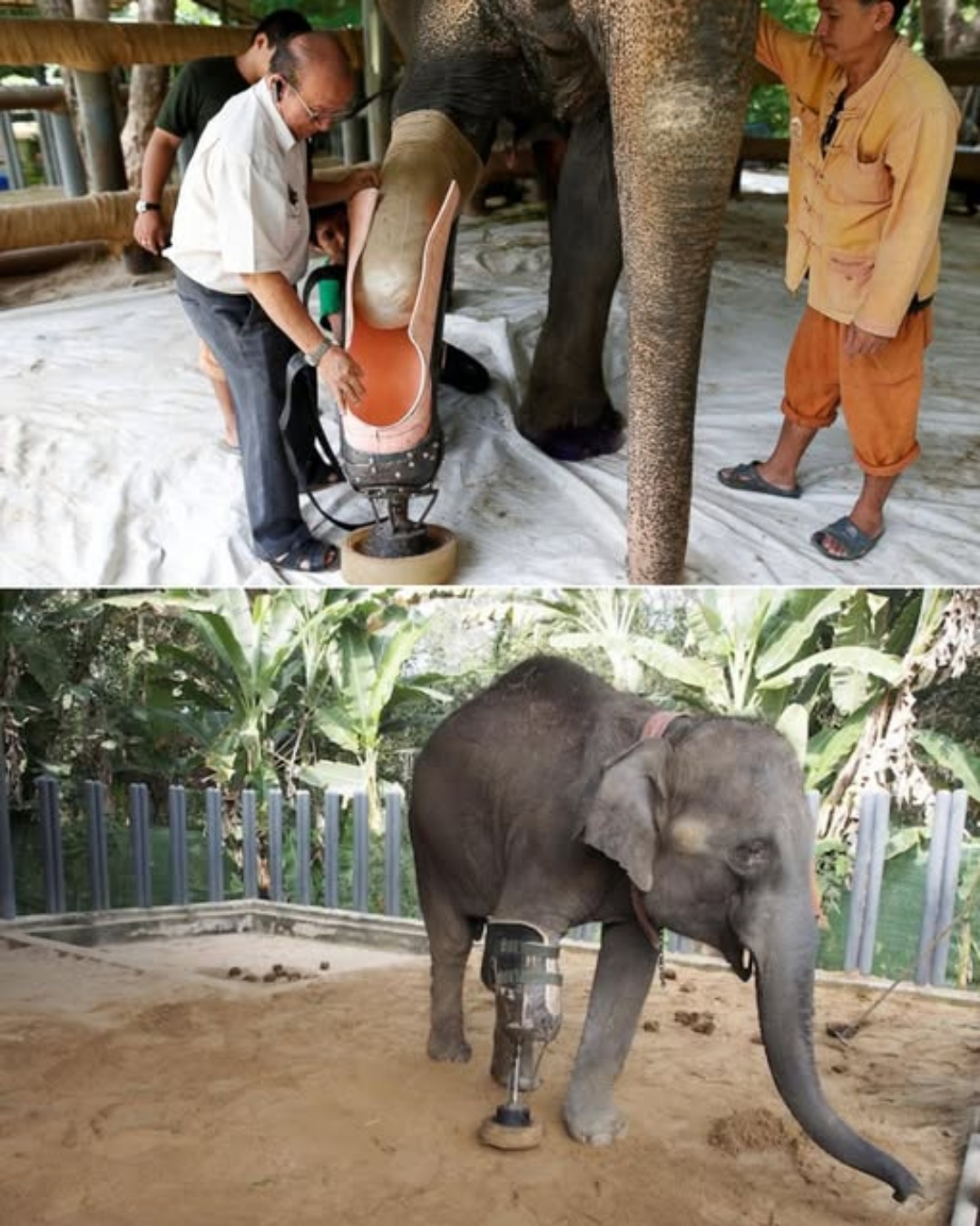 From Landmine to Legacy: Mosha’s Story of Survival.