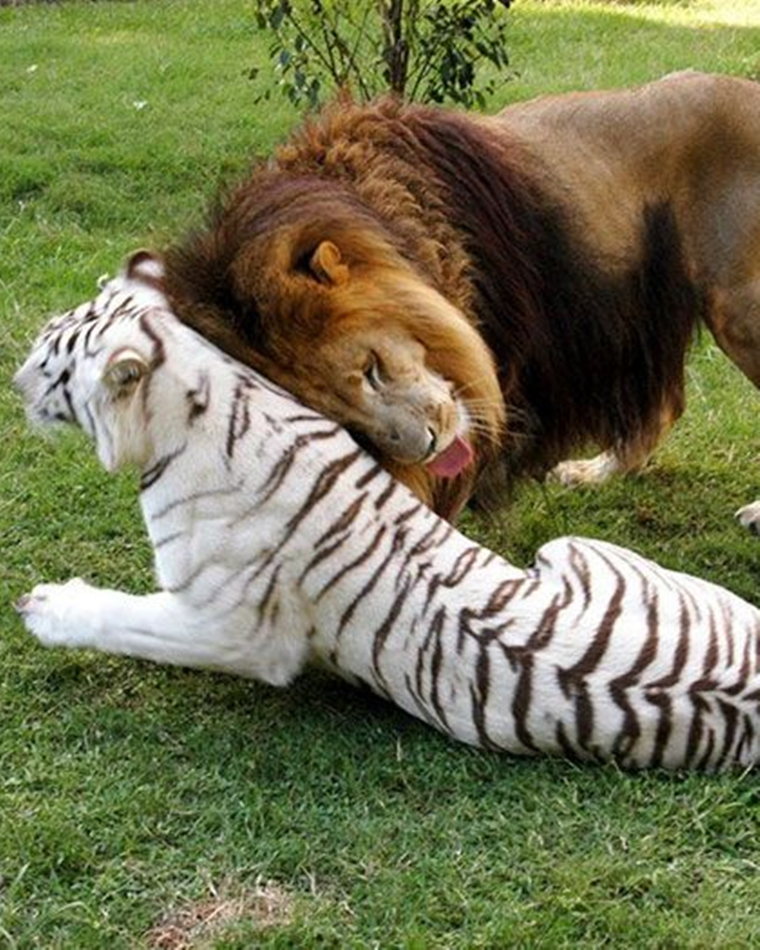 The Lion Who Lost His Mane, and the Tiger Who Won His Heart.