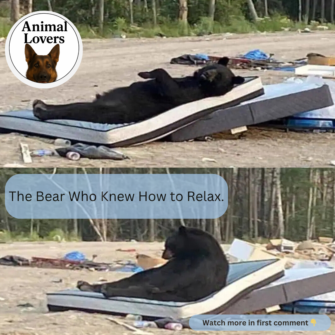The Bear Who Knew How to Relax.