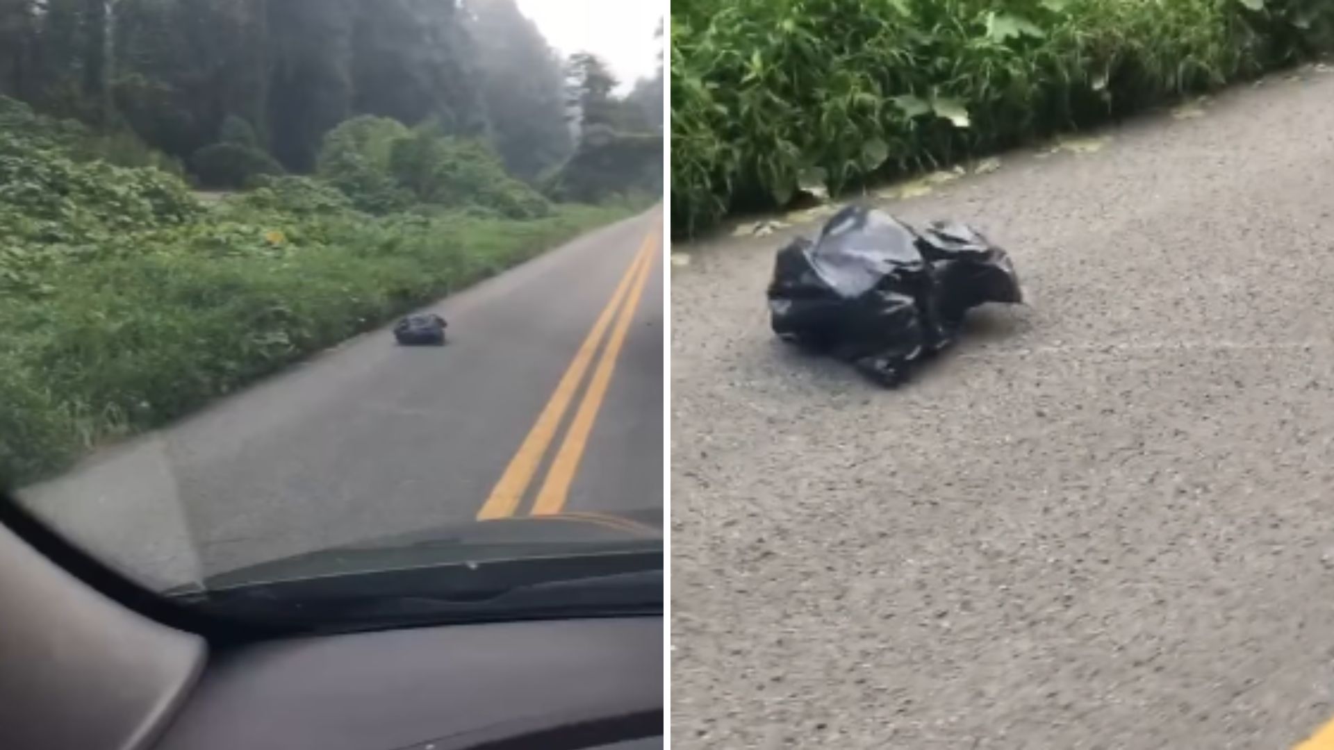 Teacher Late For School Stops To See What’s Inside A Moving Trash Bag And Makes A Sad Discovery